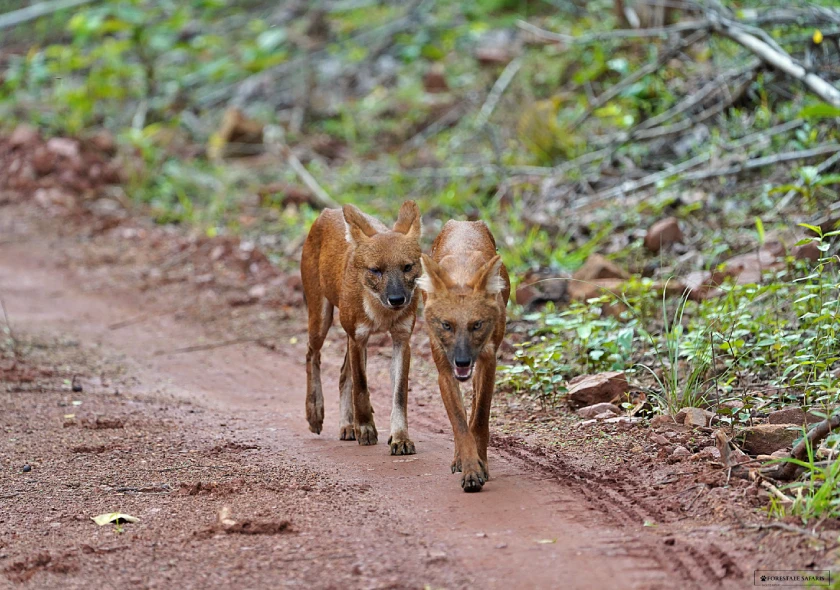 Wildlife photographed during a Forestale nature experience