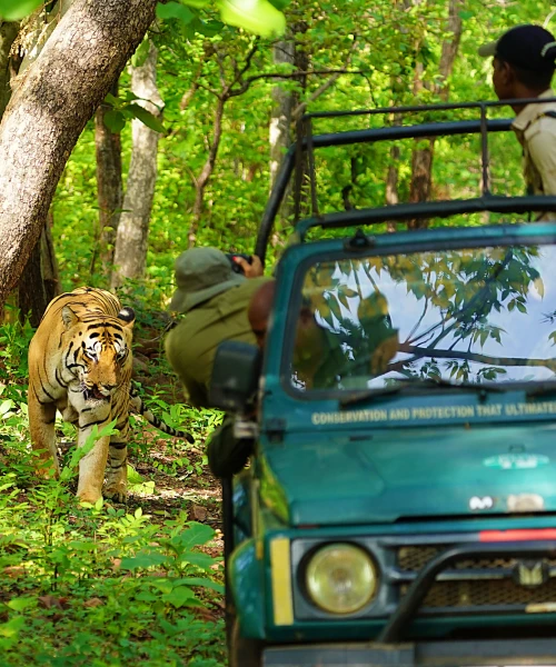 Wildlife landscape for a personalised Forestale safari
